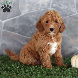 Orchid, Miniature Poodle Puppy